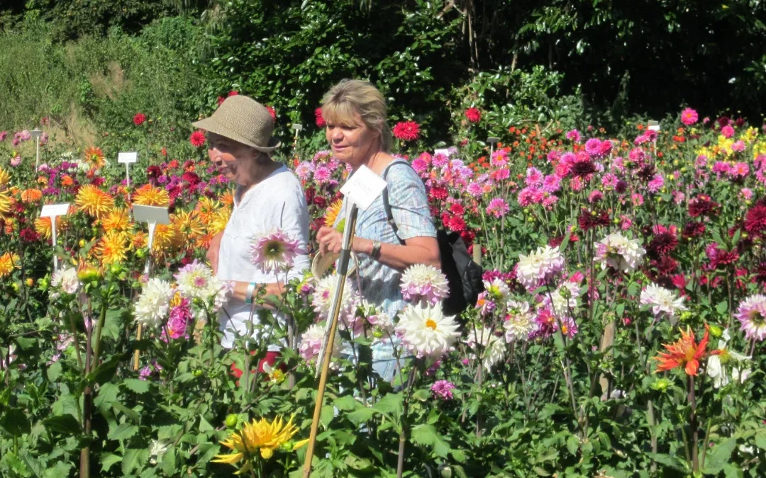 Friday, August 20th, Visit to Gilbert’s Dahlia Field, Sherfield English 