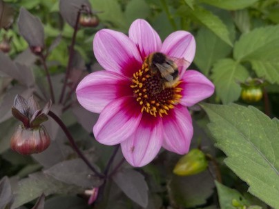 Gilberts Nursery